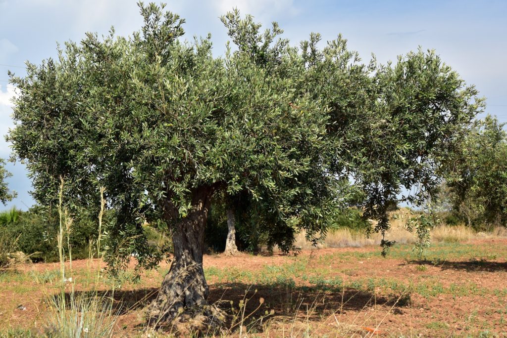 Il progetto LandSea: nuova linfa per le produzioni agricole ed ittiche